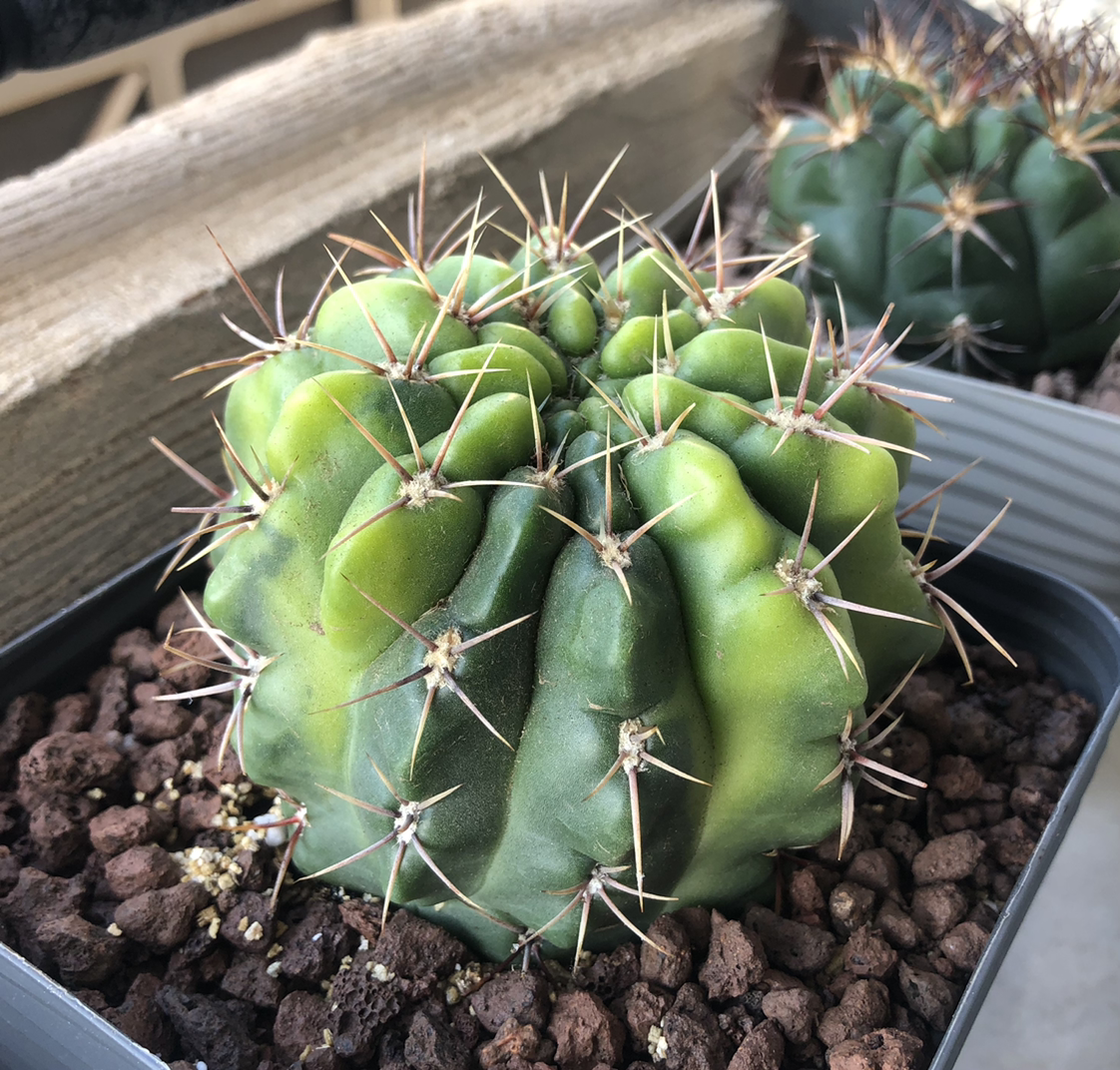 Photo of the plant species Mostii by @cristete named Trinity the tuck on Greg, the plant care app