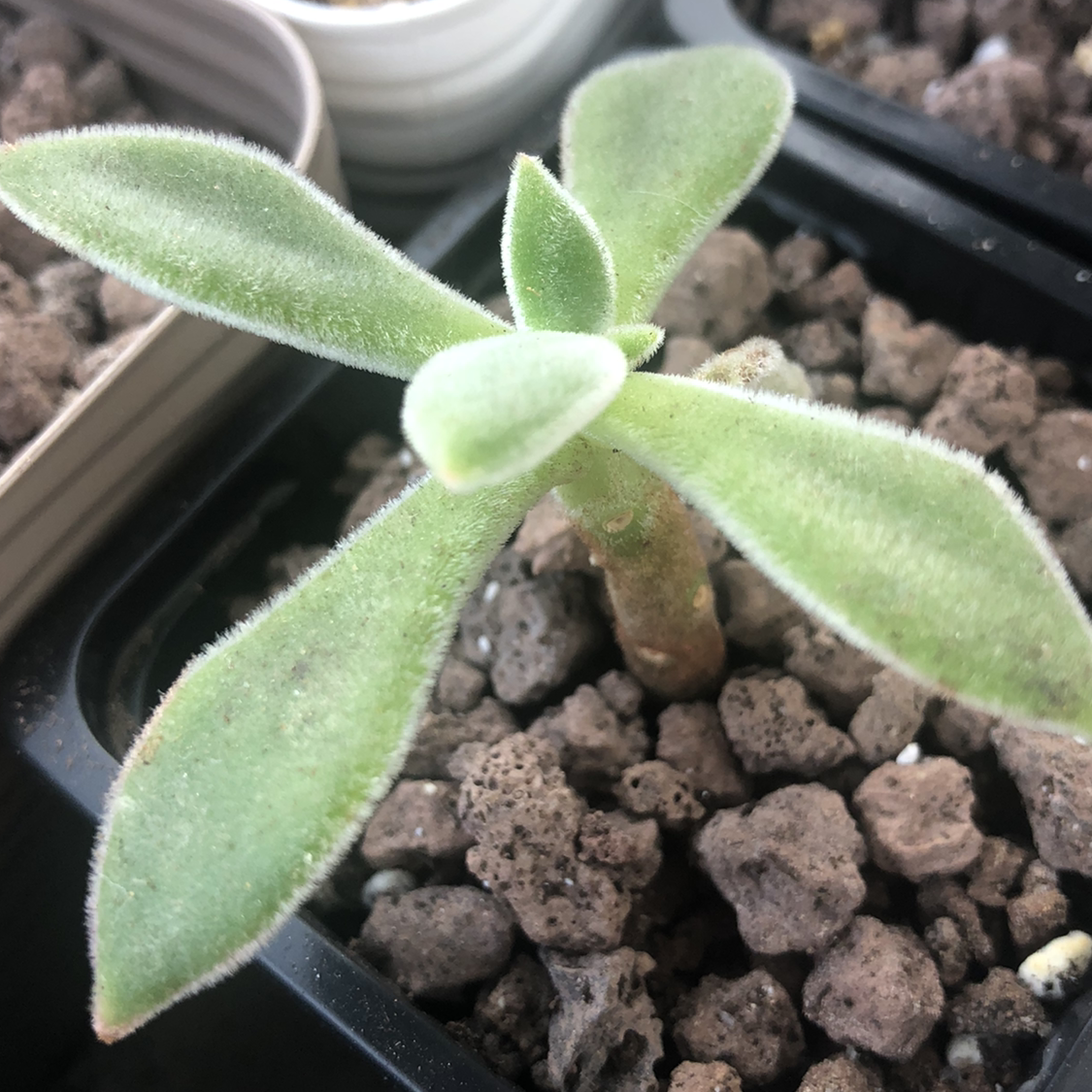 Photo of the plant species Plush Plant by @cristete named Katya on Greg, the plant care app