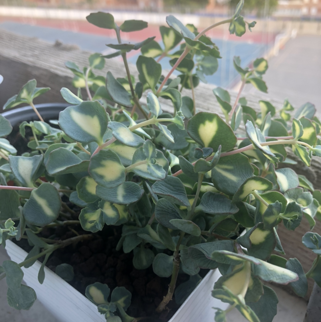 Photo of the plant species Hylotelephium sieboldii 'Variegatum' by @cristete named Alaska thunderfuck on Greg, the plant care app