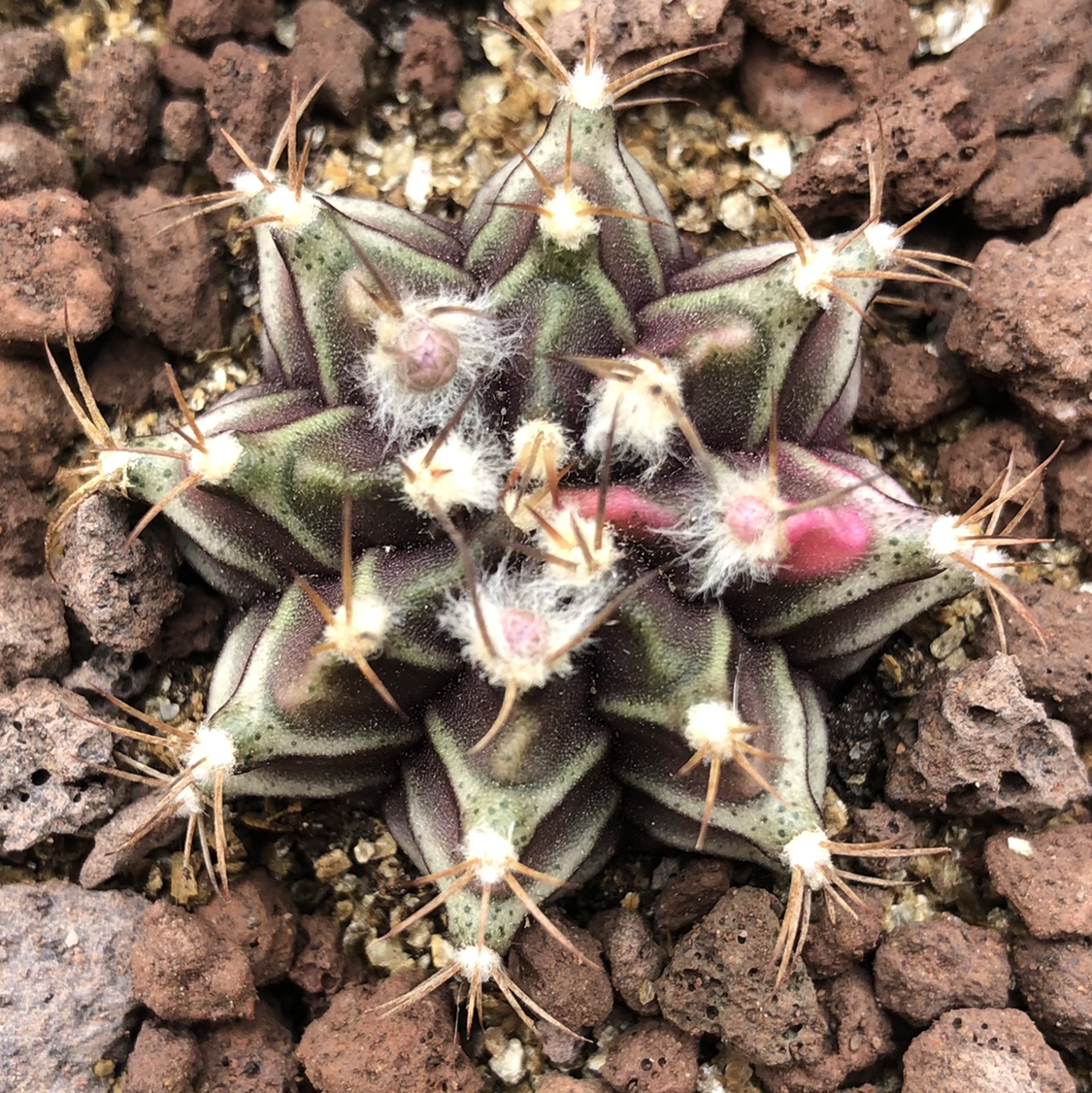 Photo of the plant species Gymnocalycium stenopleurum by @cristete named Chromatika on Greg, the plant care app
