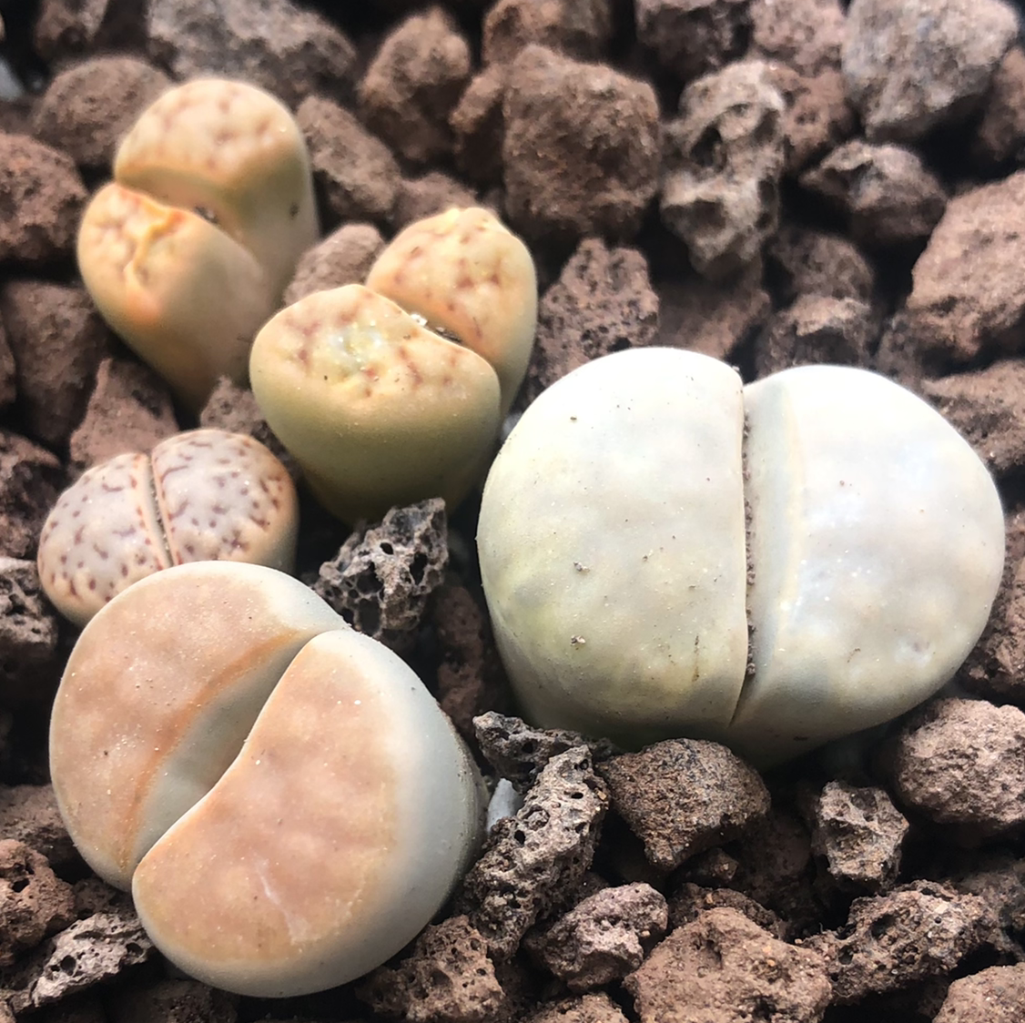 Photo of the plant species Living Stones by @cristete named Vulcano on Greg, the plant care app