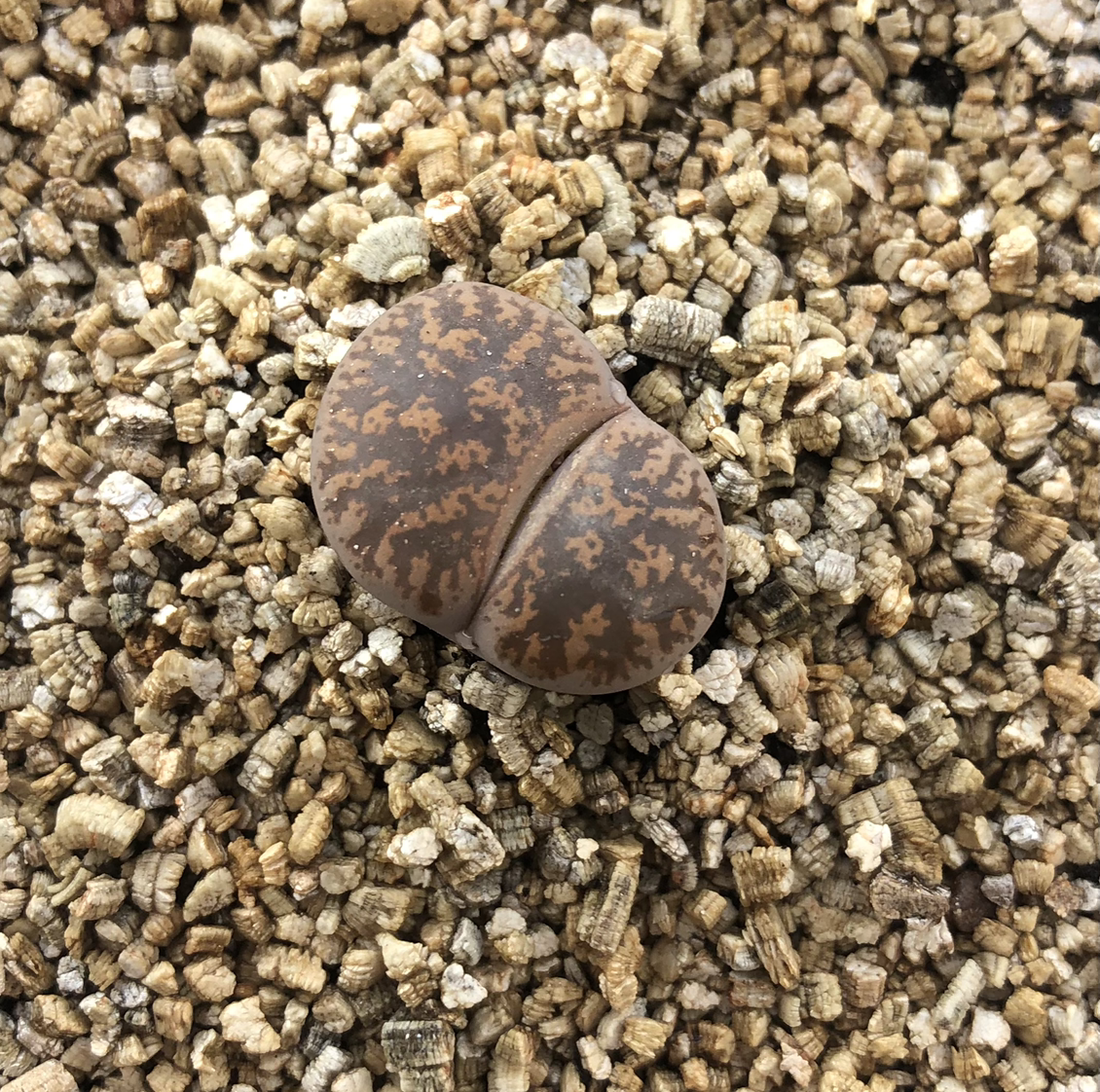 Photo of the plant species Living Stone by @cristete named Tierra on Greg, the plant care app