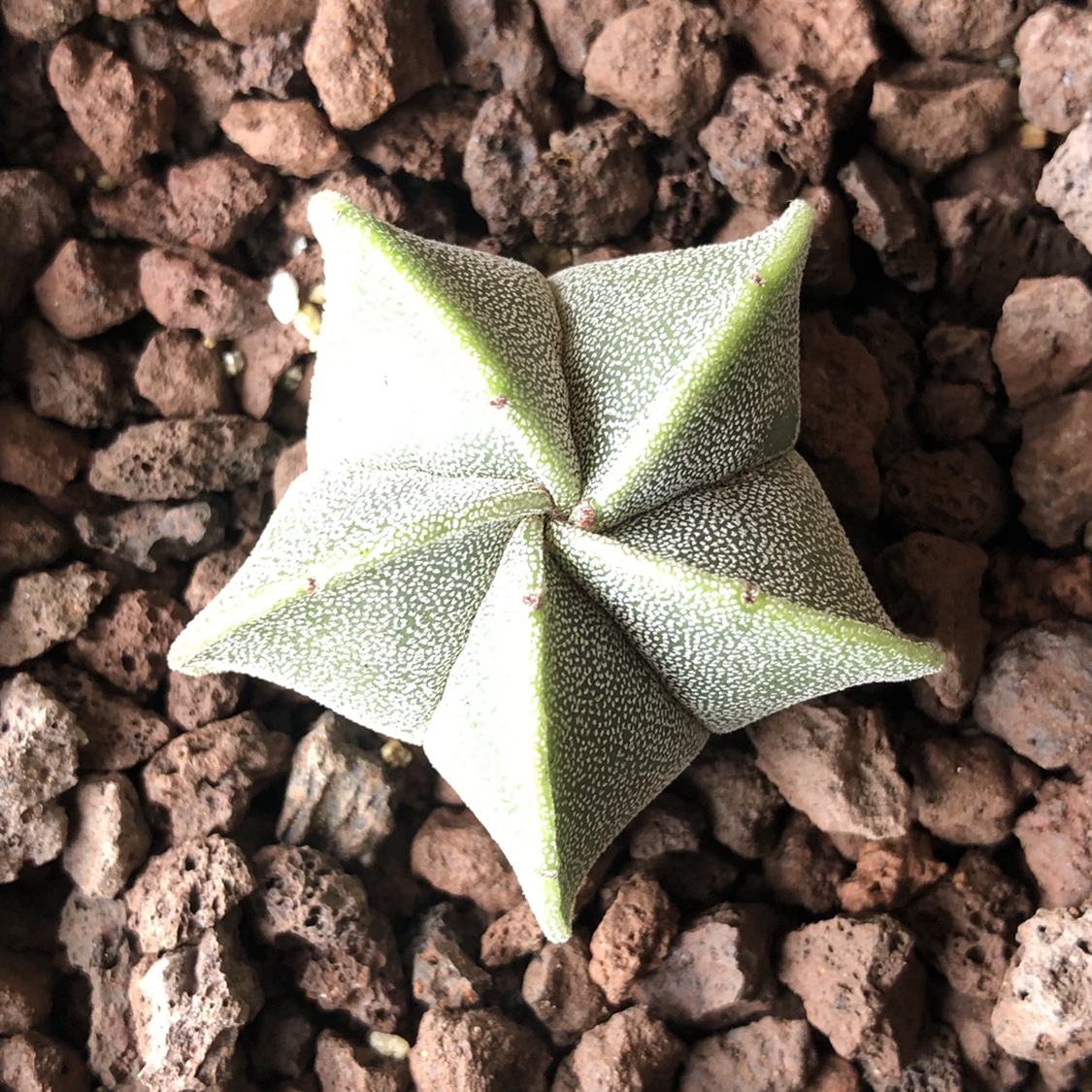 Photo of the plant species Bishop's Cap Cactus by @cristete named Lucky star on Greg, the plant care app