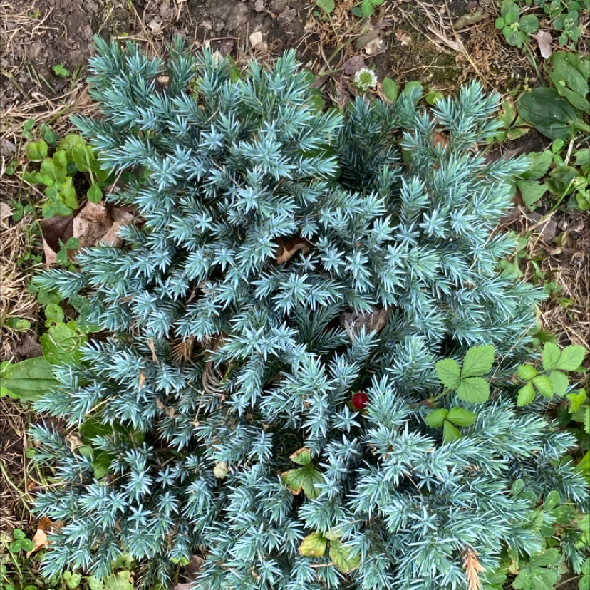 Blue Star Juniper plant with dense, blue-green foliage and visible soil.