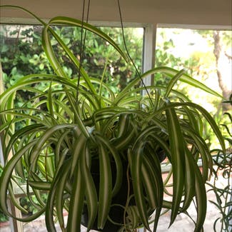 Spider Plant plant in San Diego, California