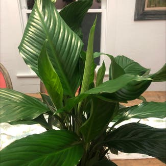 Peace Lily plant in San Diego, California