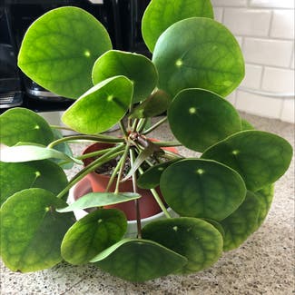 Chinese Money Plant plant in San Diego, California