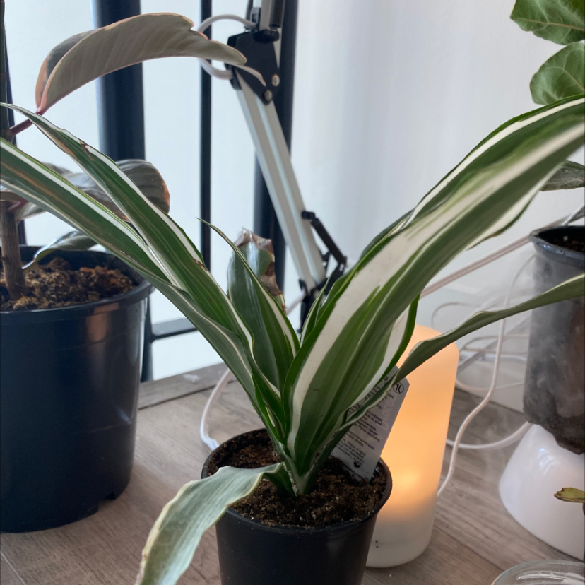 Dracaena 'Sted Sol Cane' plant in a black pot with variegated leaves, placed on a table.