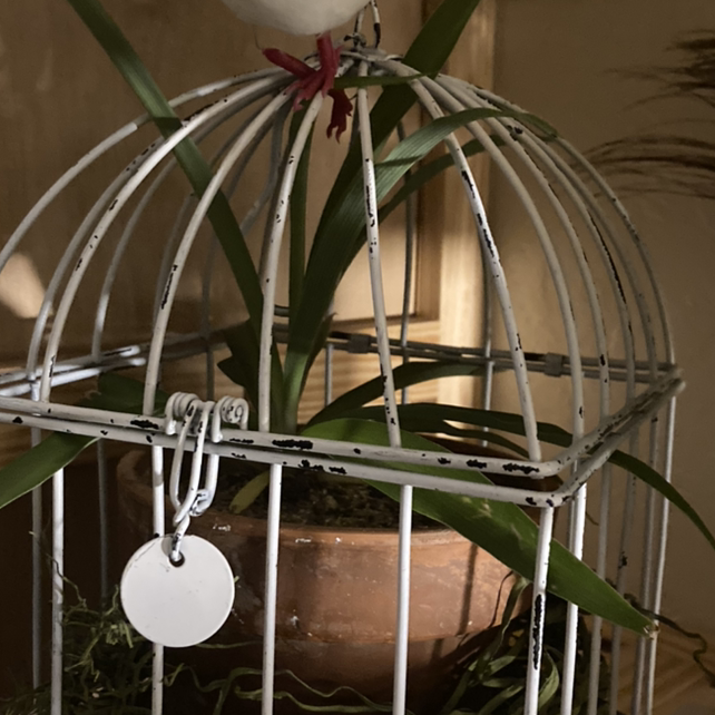 Spider Plant plant photo by Missy named Nelson on Greg, the plant care app.