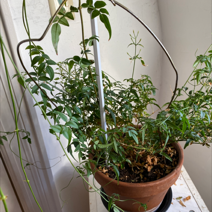 Photo of the plant species White Jasmine by Ashley named Your plant on Greg, the plant care app
