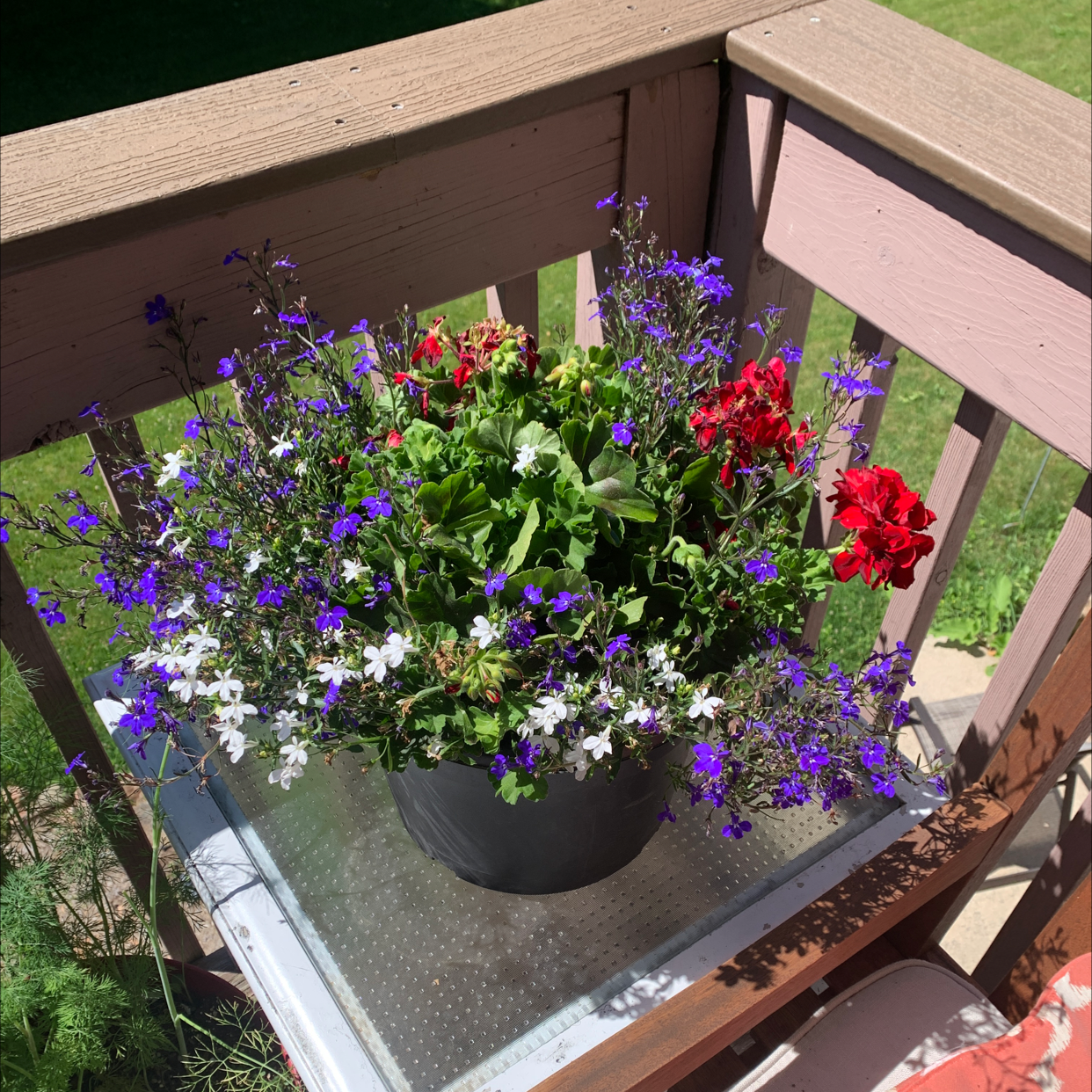 Potted Edging Lobelia with vibrant purple, white, and red flowers on a balcony.