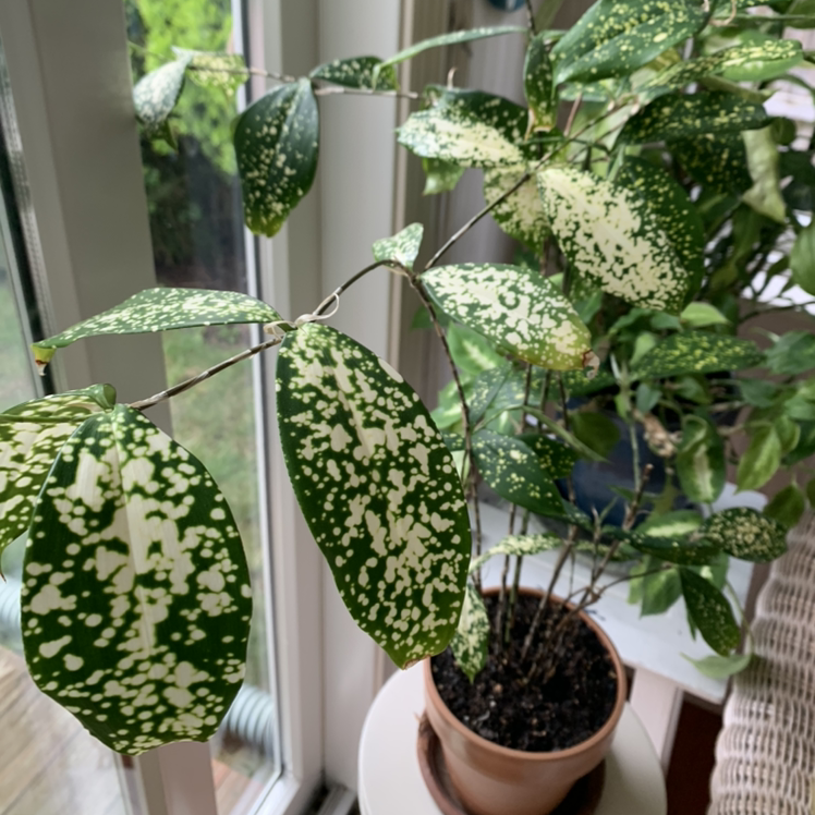 Photo of the plant species Gold Dust Dracaena by @Coffeeshop36 named Berf on Greg, the plant care app