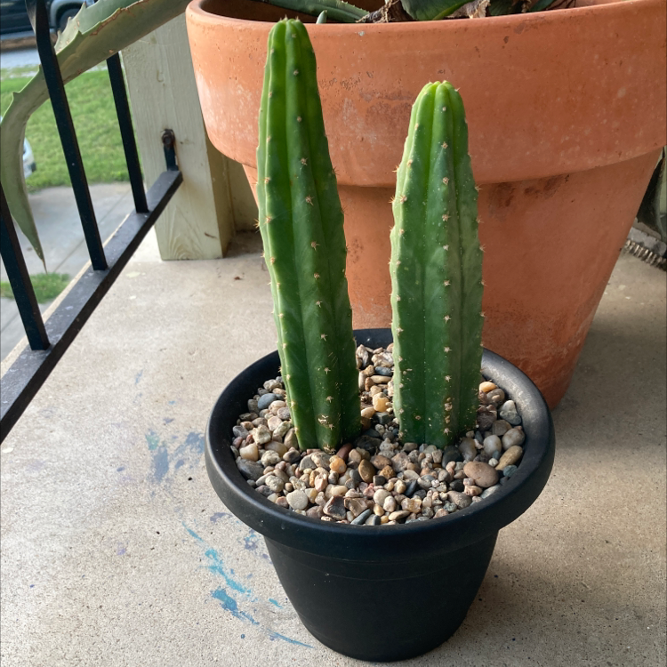 Photo of the plant species San Pedro Cactus by @meganachronism named Michelle Branch on Greg, the plant care app