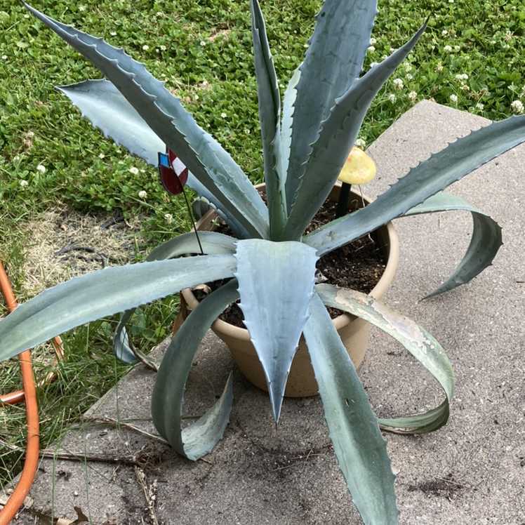 Photo of the plant species Maguey by @meganachronism named Treeyoncé on Greg, the plant care app