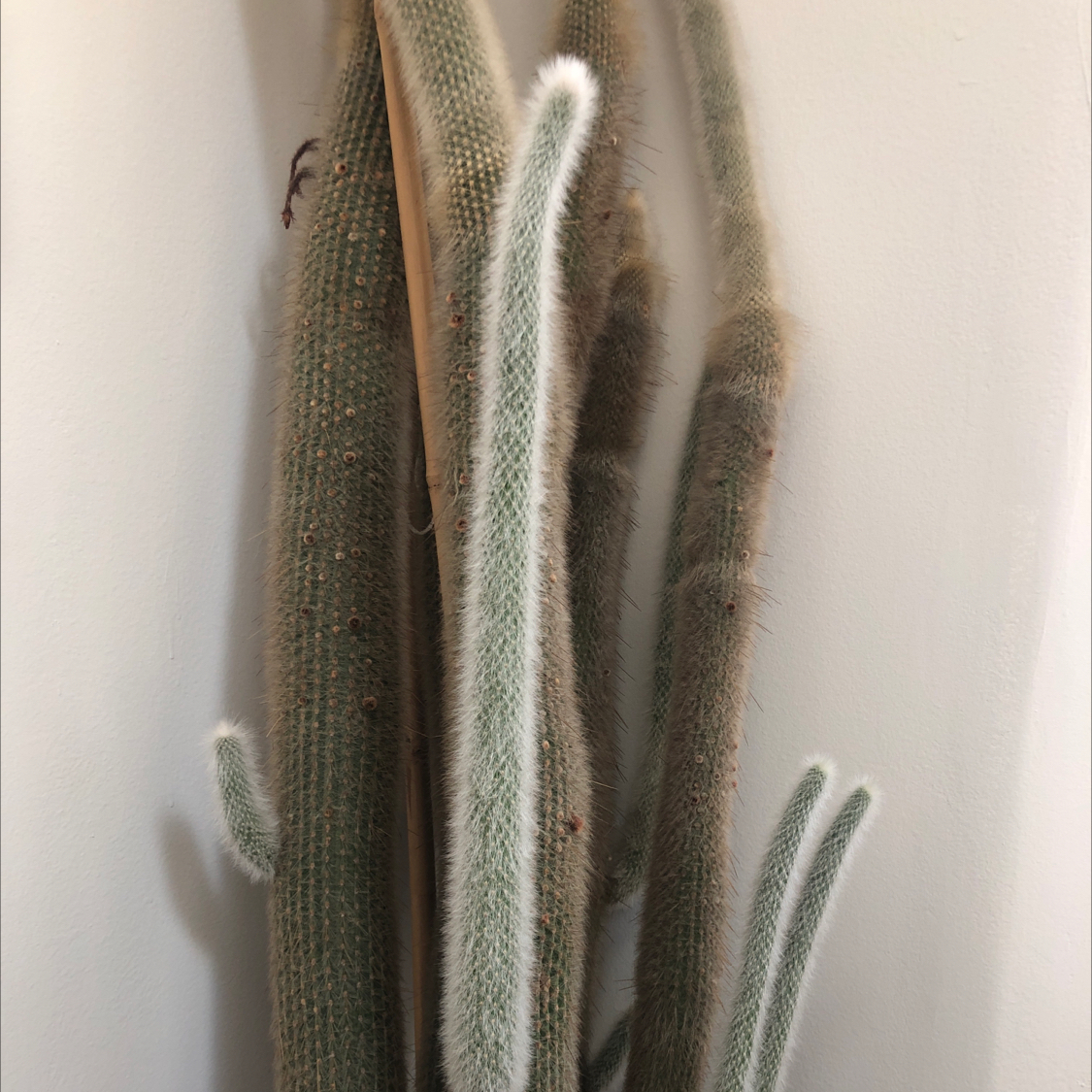 Peruvian Old Man Cactus with multiple stems, healthy and well-framed.