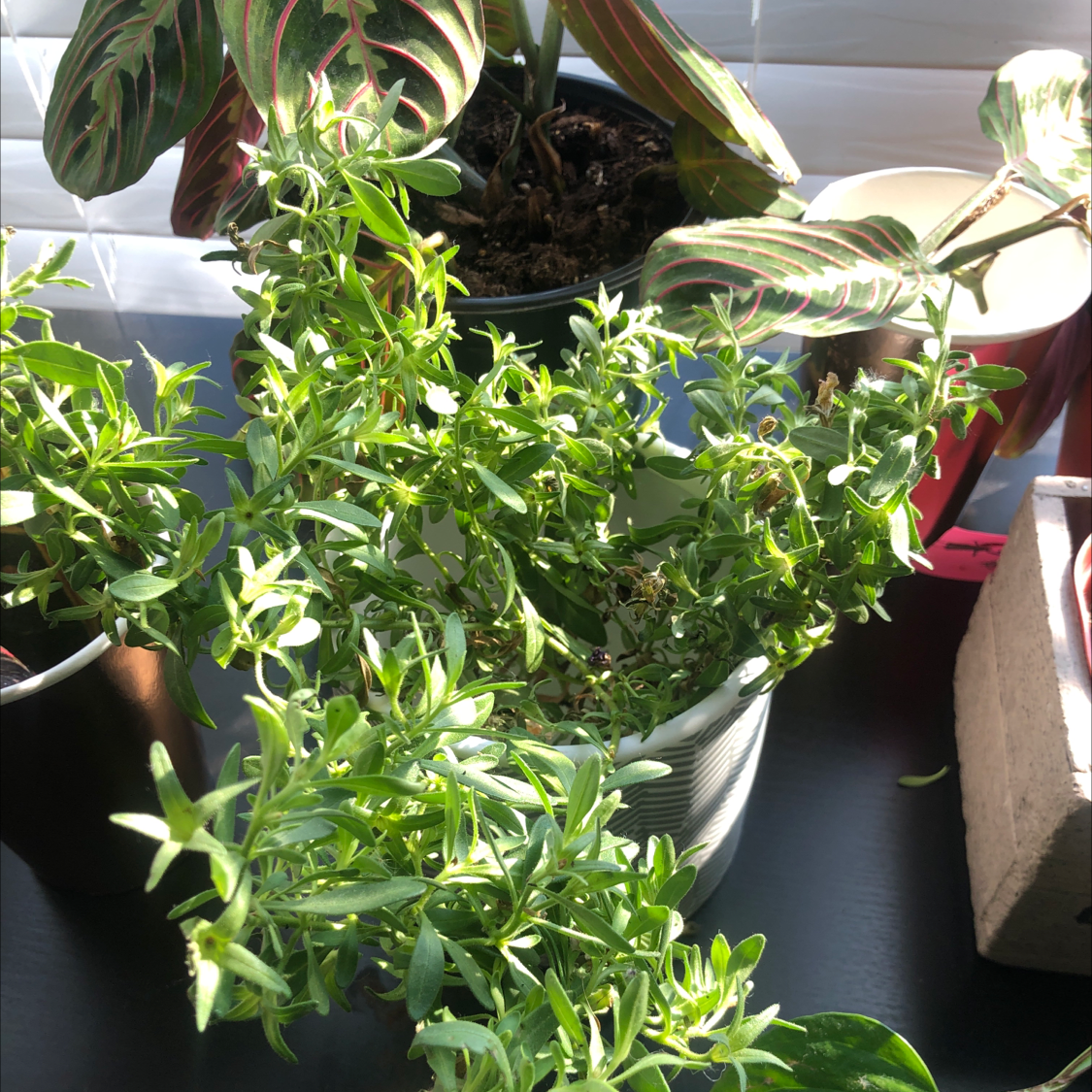 Million Bells plant photo by @Vardah1 named Million Bells on Greg, the plant care app.