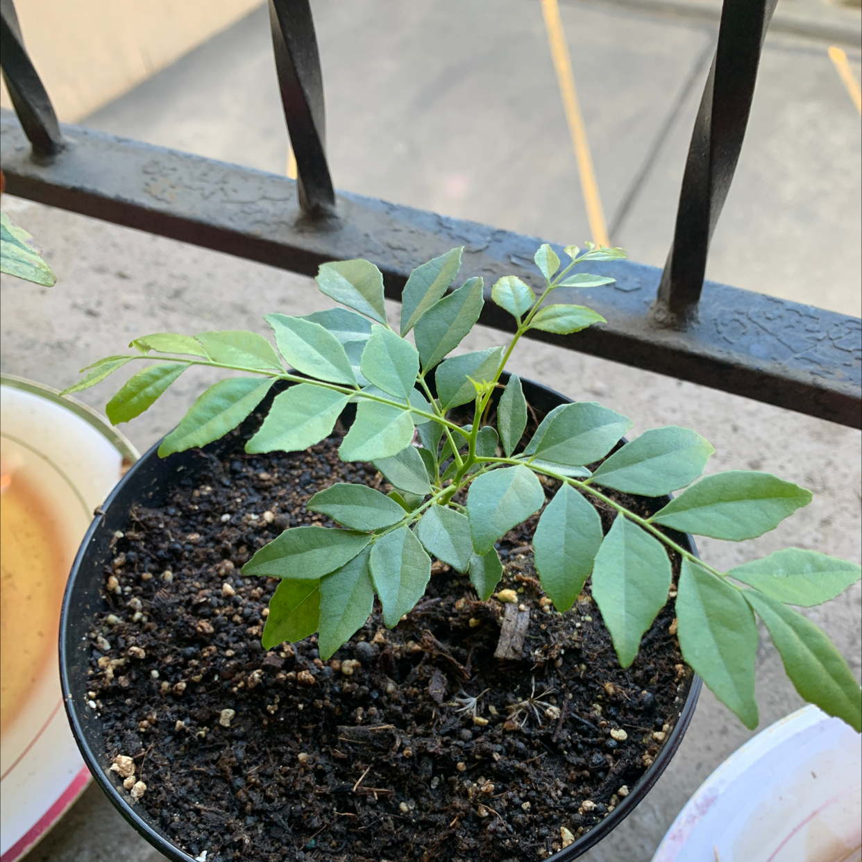 A healthy young Curry Tree plant in a pot with visible soil.