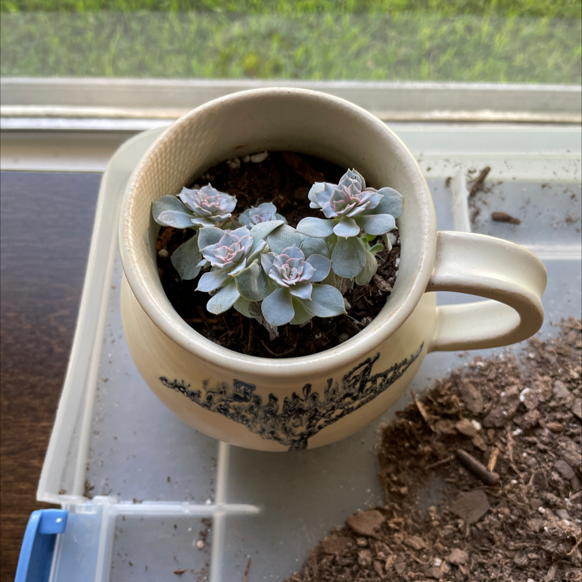 Mexican Snowball plant photo by @Megansjungle named Cecil on Greg, the plant care app.