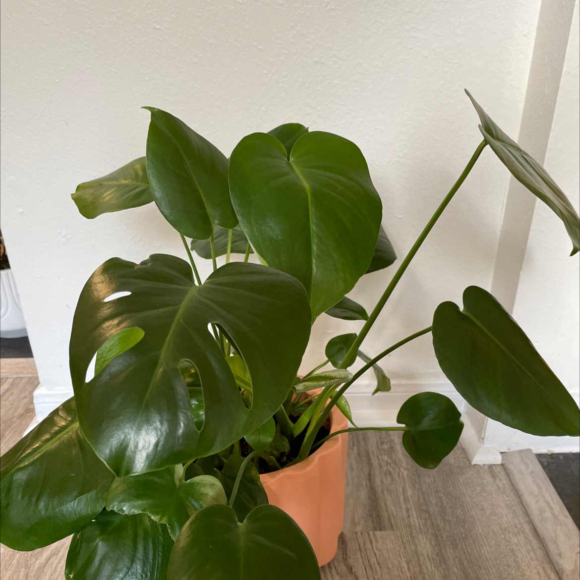 Monstera plant photo by @Megansjungle named Lacie on Greg, the plant care app.