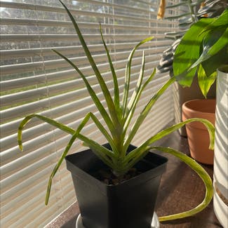 Aloe Vera plant in Pearland, Texas