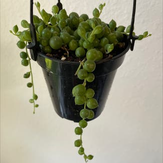String of Pearls plant in Pearland, Texas