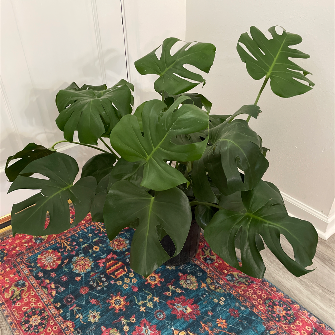 Monstera plant photo by @Megansjungle named Georgia on Greg, the plant care app.