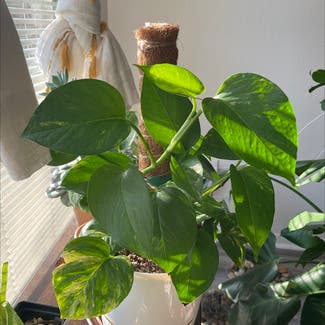 Golden Pothos plant in Pearland, Texas