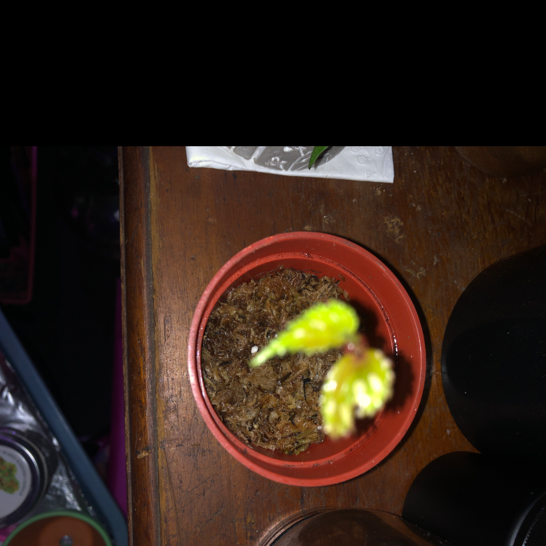 Photo of the plant species Begonia 'Julau' by Michelle named Julua on Greg, the plant care app