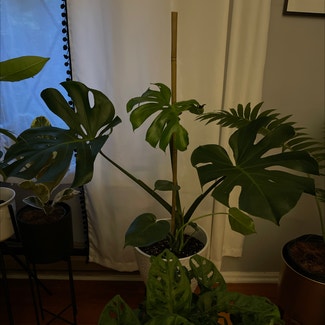Monstera plant in Manville, New Jersey