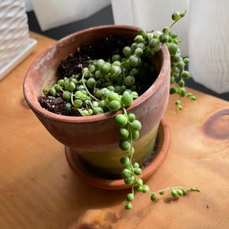 String of Pearls plant in Manville, New Jersey