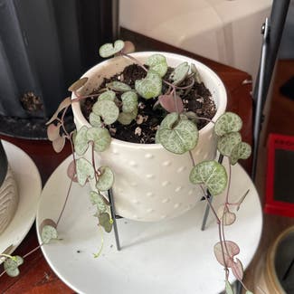 String of Hearts plant in Manville, New Jersey