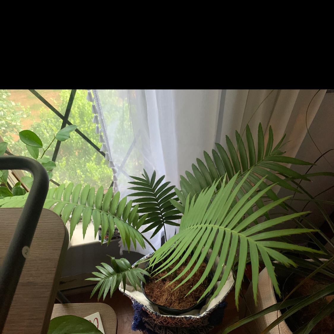 Photo of the plant species Cat Palm by @Mawlybee named Palm Dion Palm on Greg, the plant care app