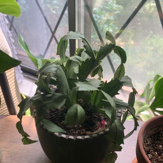 False Christmas Cactus plant in Manville, New Jersey