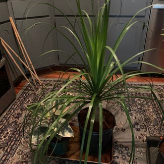 Ponytail Palm plant in Manville, New Jersey