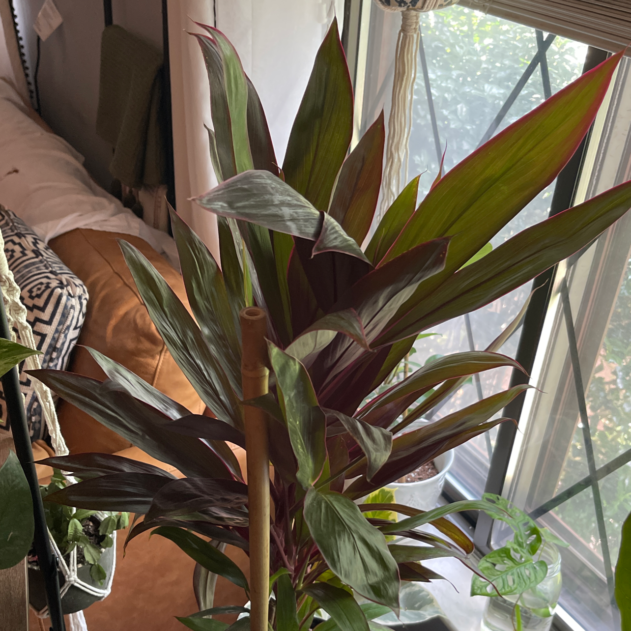 Cordyline fruticosa 'Pink Diamond' plant indoors near a window, healthy with vibrant leaves.