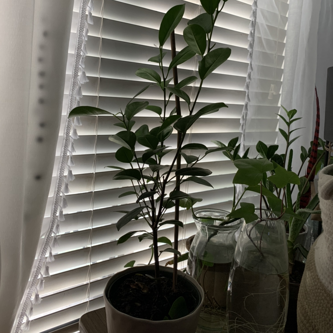Indoor potted Ficus Moclame plant near a window with blinds, healthy green leaves.