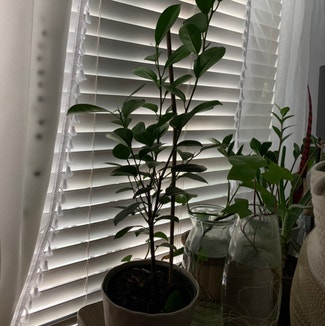 Ficus Moclame plant in Manville, New Jersey