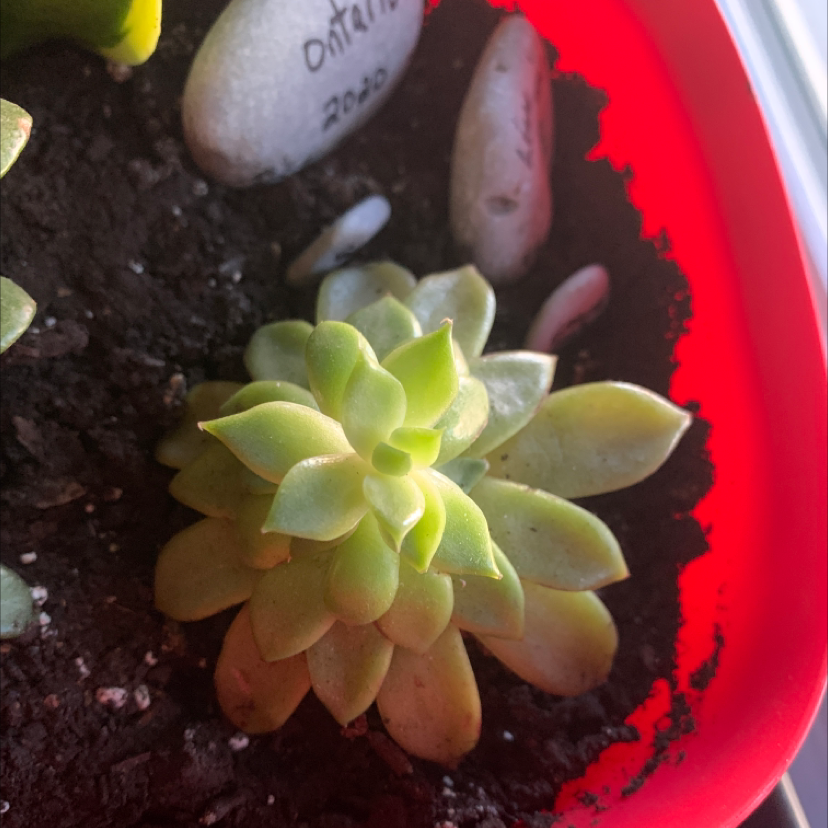 Palmer's Sedum in a red pot with visible soil and slight yellowing on lower leaves.