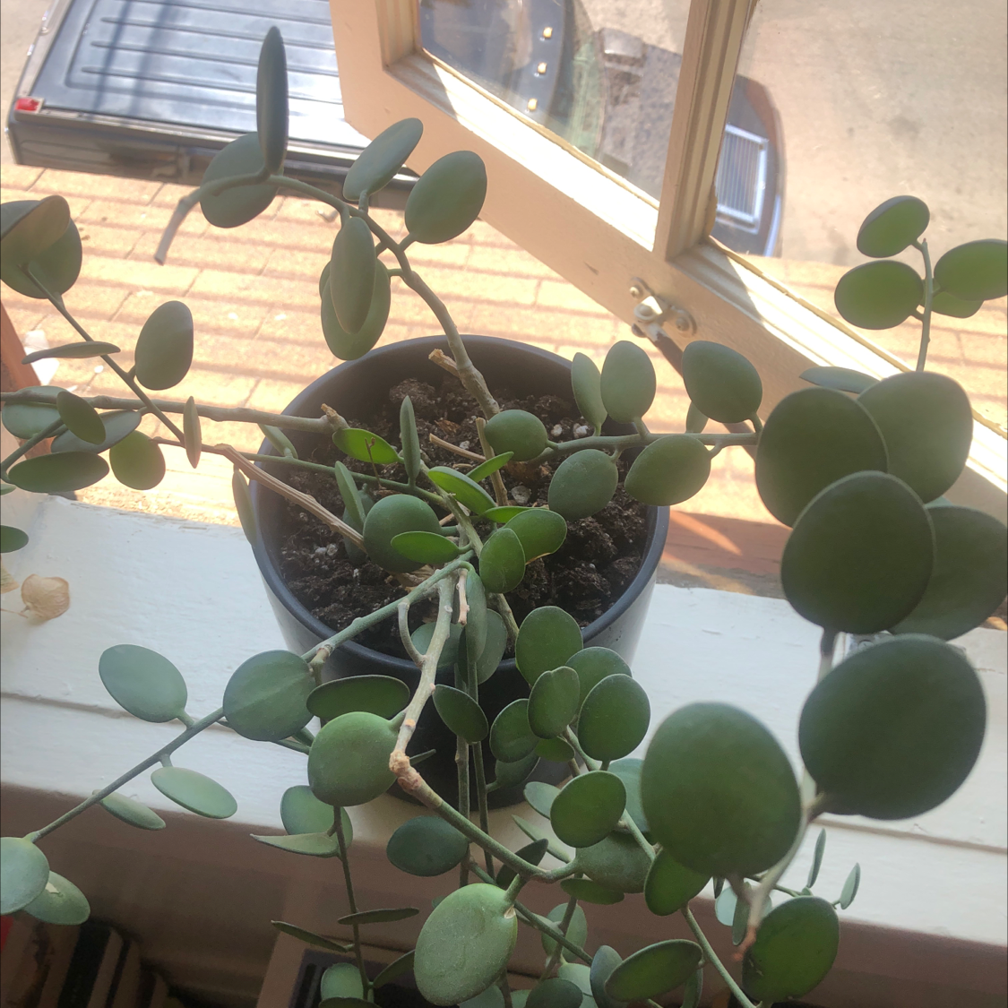 Hoya obovata plant with round green leaves in a pot on a windowsill.