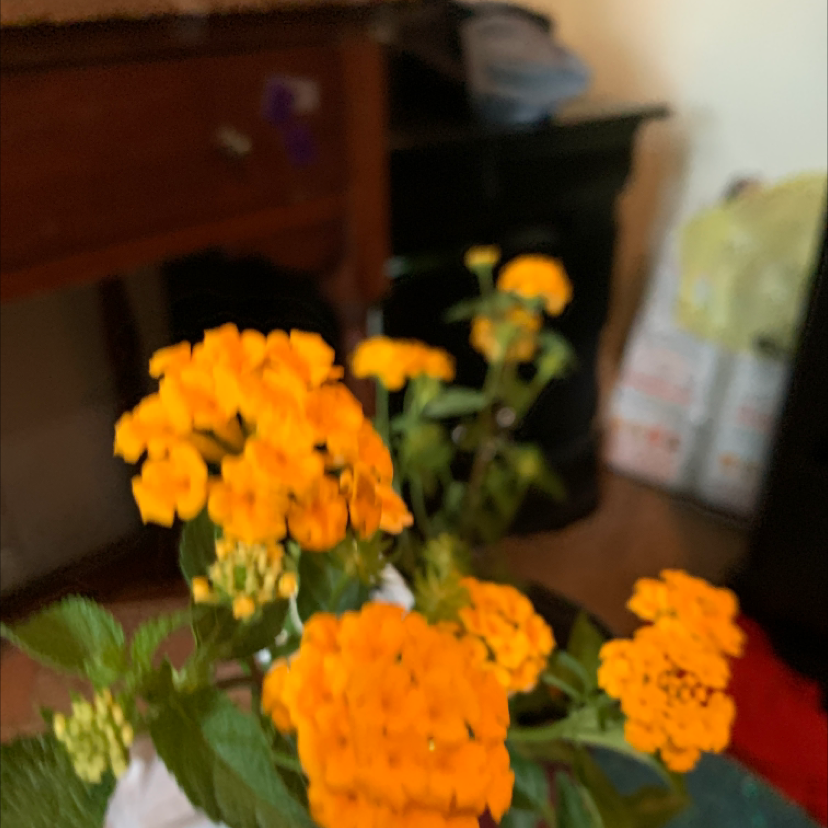 Photo of the plant species Velvet Shrubverbena by @Cooheartxx named Hobi on Greg, the plant care app