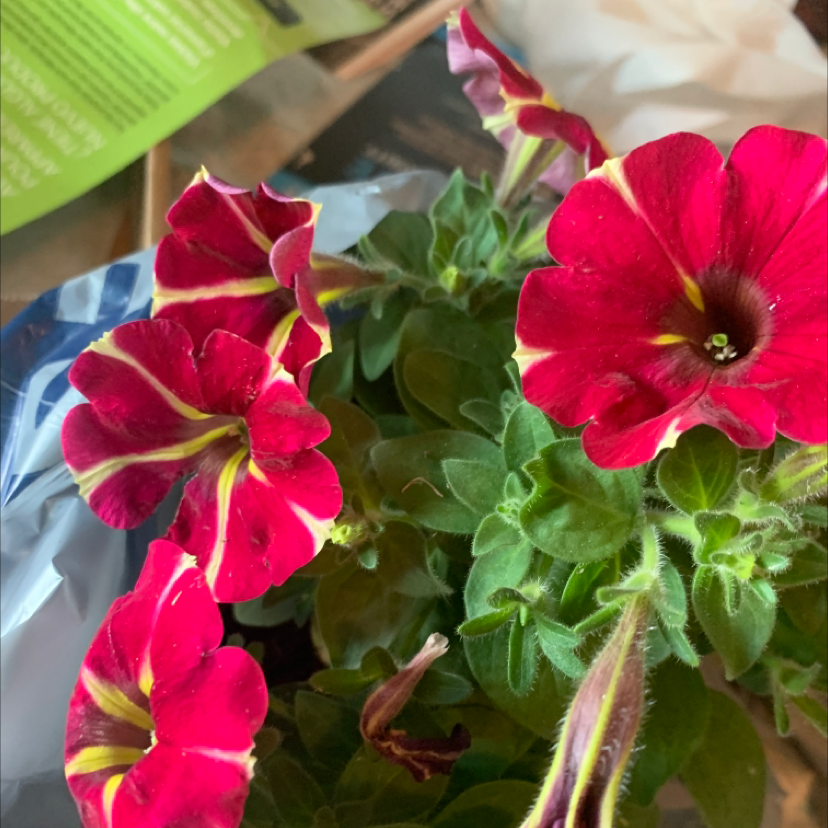 Photo of the plant species Large White Petunia by @Cooheartxx named Yoongi on Greg, the plant care app