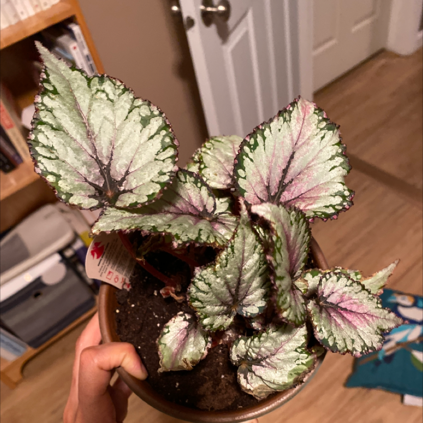 Photo of the plant species Beefsteak Plant by @Coffeedayswhiskeynights named Rex on Greg, the plant care app