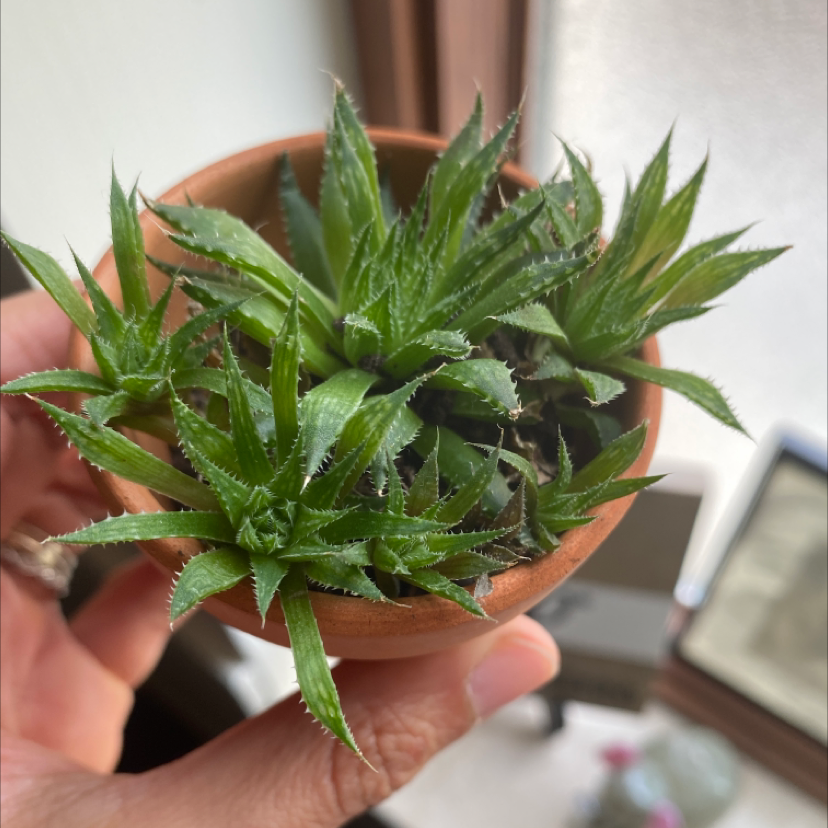 Photo of the plant species Aloe Aristata by @Coffeedayswhiskeynights named Littlest bear on Greg, the plant care app