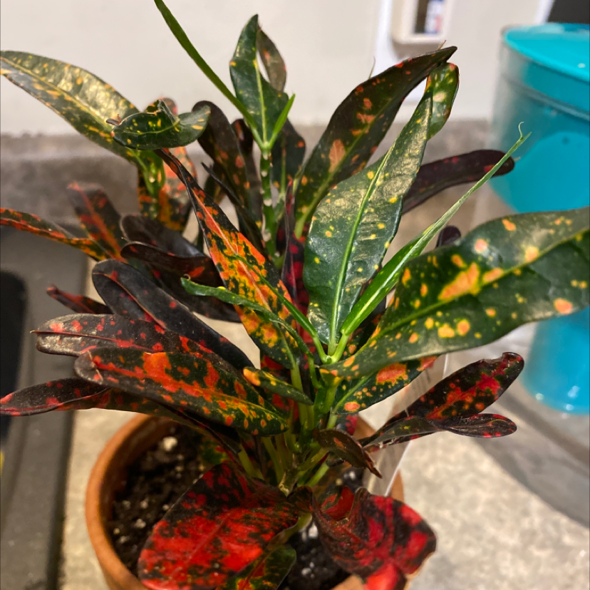 Gold Dust Croton plant photo by @Coffeedayswhiskeynights named Aries on Greg, the plant care app.