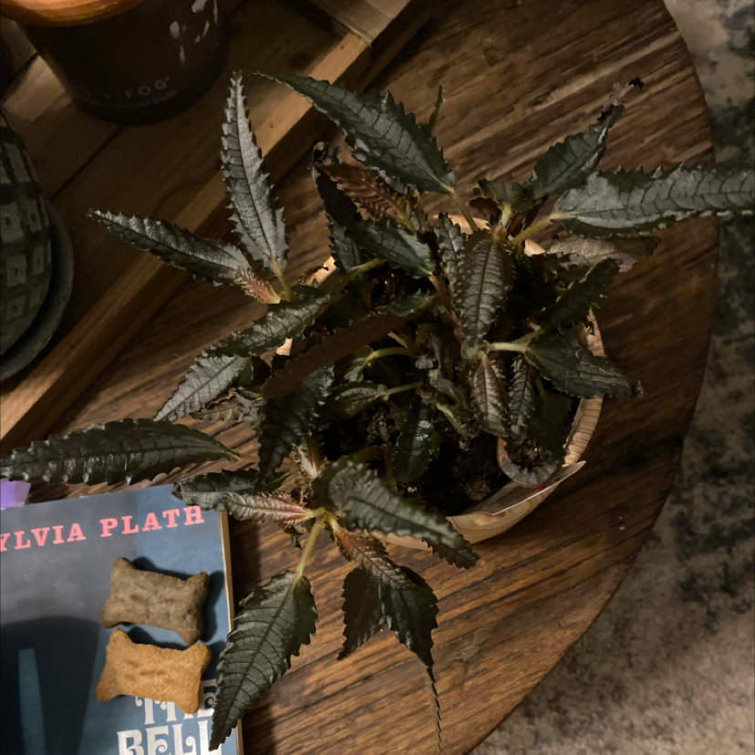 Photo of the plant species Dark Mystery Pilea by @Coffeedayswhiskeynights named Dark mystery on Greg, the plant care app