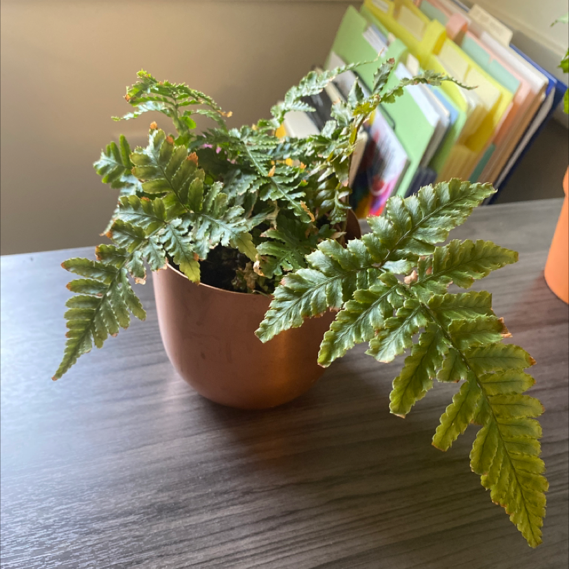 Photo of the plant species Variegated Brake Fern by @Coffeedayswhiskeynights named Fern the fern on Greg, the plant care app