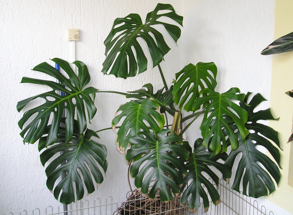 Monstera plant photo by Jamie named Monstera on Greg, the plant care app.