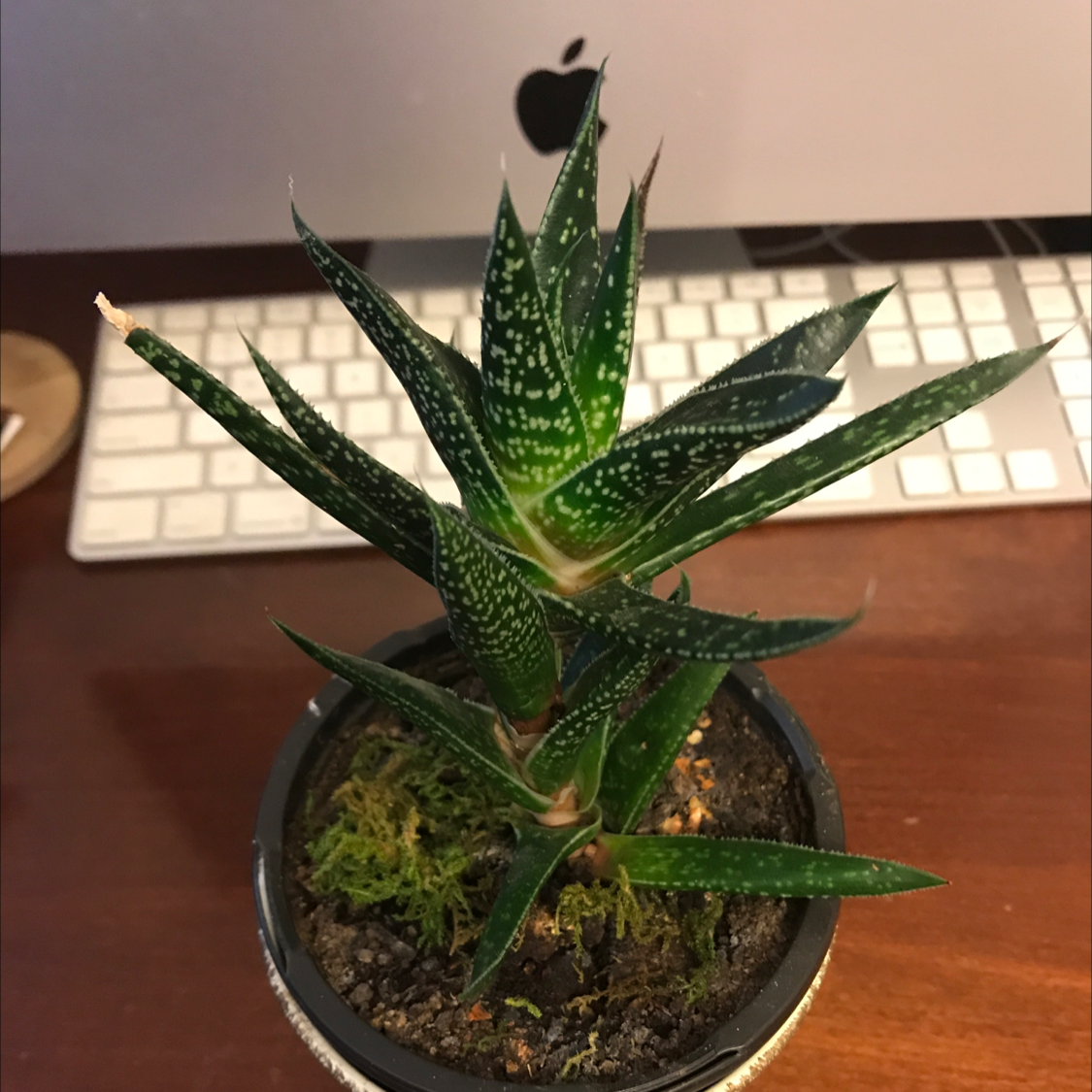 Healthy Ox Tongue succulent plant with spotted triangular leaves in a small pot on a wooden surface with a keyboard behind it.