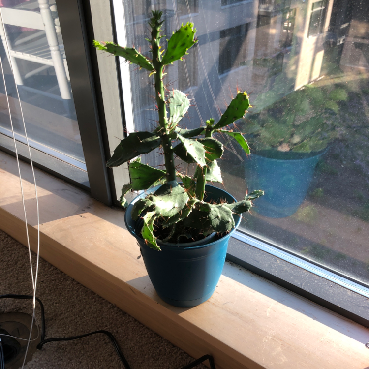 Brazilian Pricklypear plant in a blue pot on a windowsill with some browning leaves.