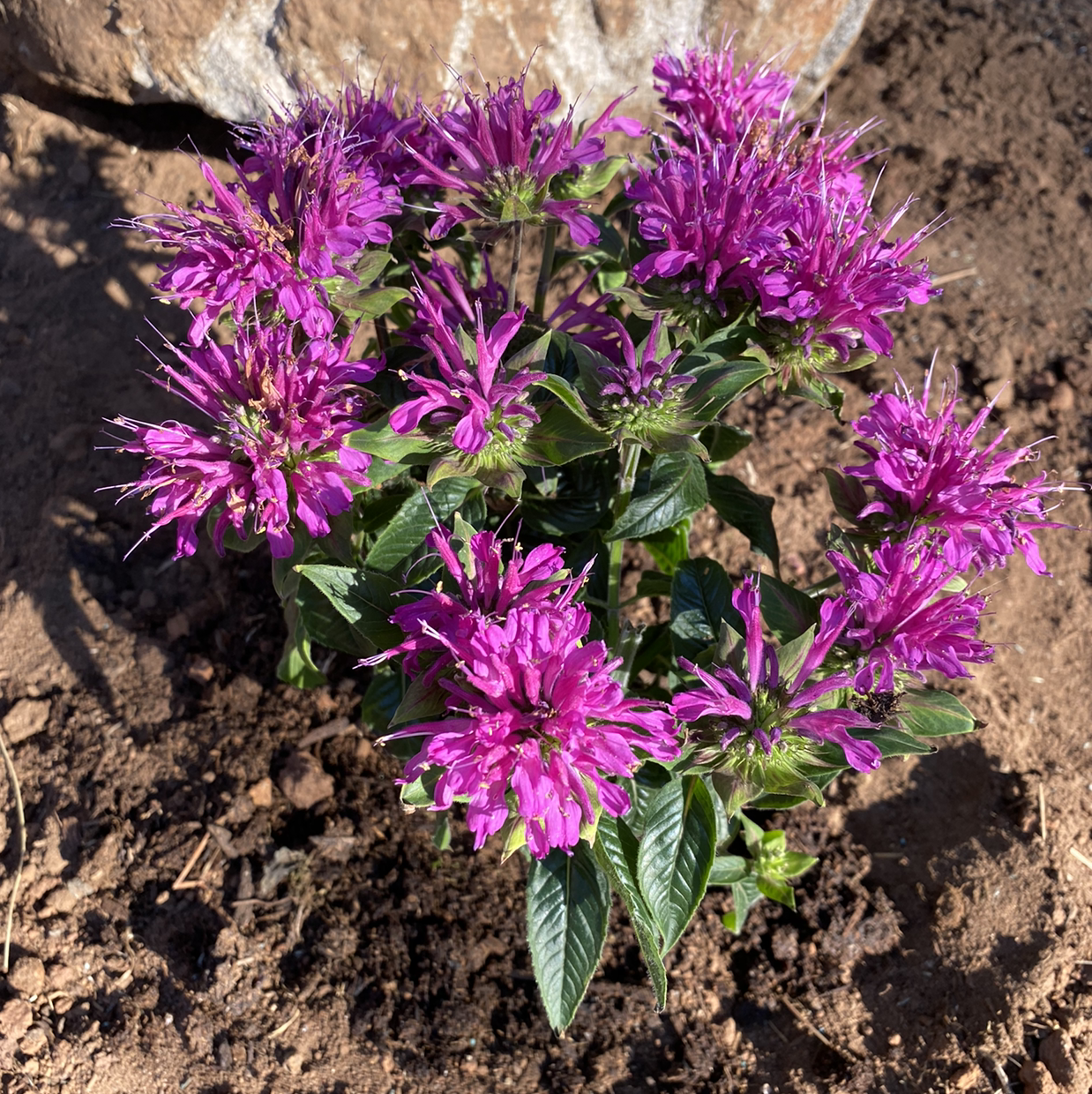 Photo of the plant species Scarlet Beebalm by @MrsKMPowell named Messi on Greg, the plant care app